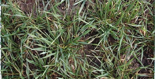 Green Area Index (GAI) 1.4  in wheat at growth stage 30